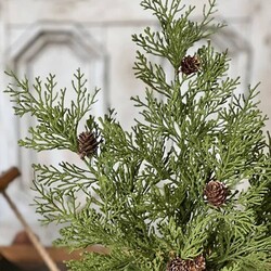 North Rim Hemlock Bush - 22"