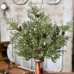 North Rim Hemlock Bush - 22"