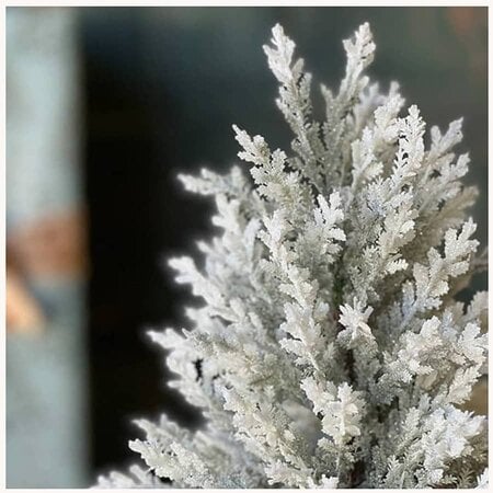 Christmas & Winter