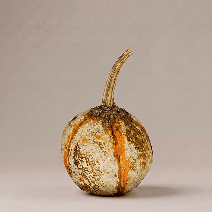 Krisnick White Pumpkin with Orange Stripe - 7" x 3"