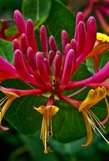 Honeysuckle