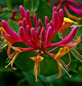 Honeysuckle