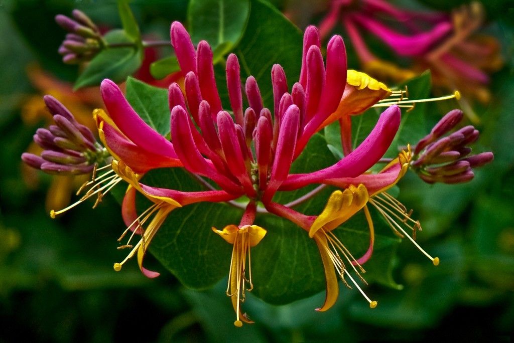 Honeysuckle