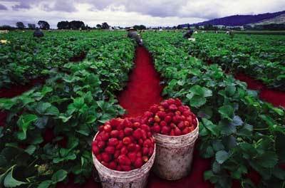 Strawberry Fields