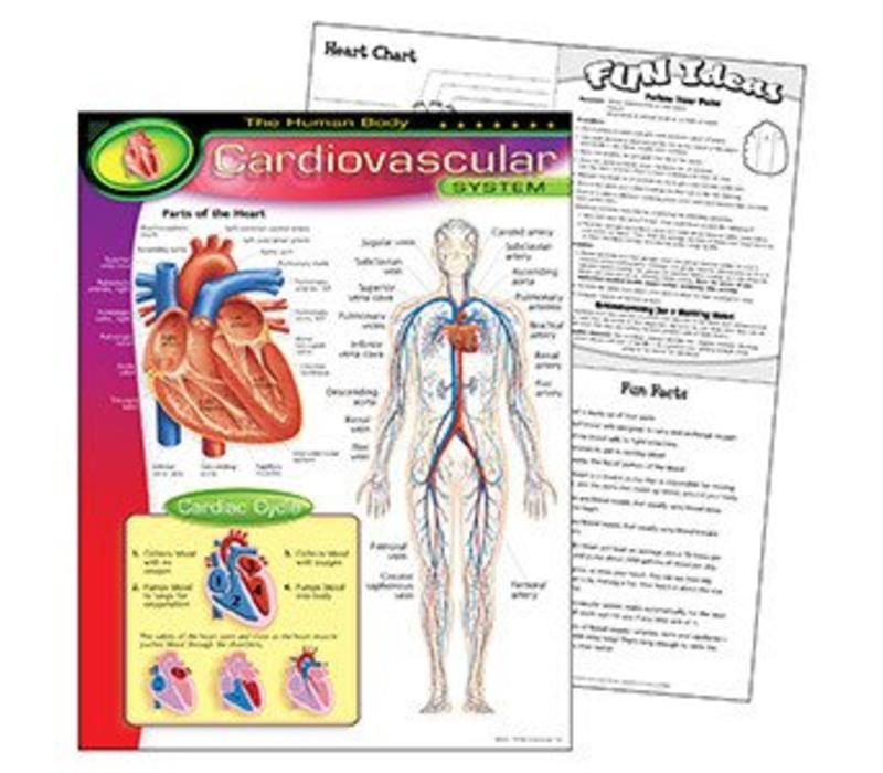 The Human Body-Cardiovascular System