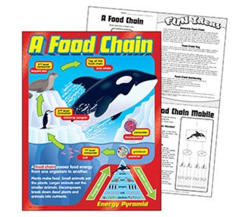 A Food Chain Poster