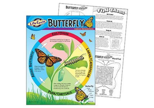 Trend Enterprises Life Cycle of a Butterfly Poster