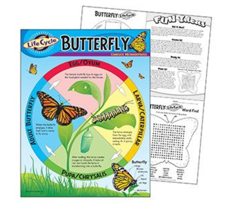 Life Cycle of a Butterfly Poster