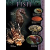 Creative Teaching Press Fish Animal Classification Chart (D)