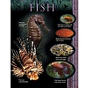 Fish Animal Classification Chart (D)