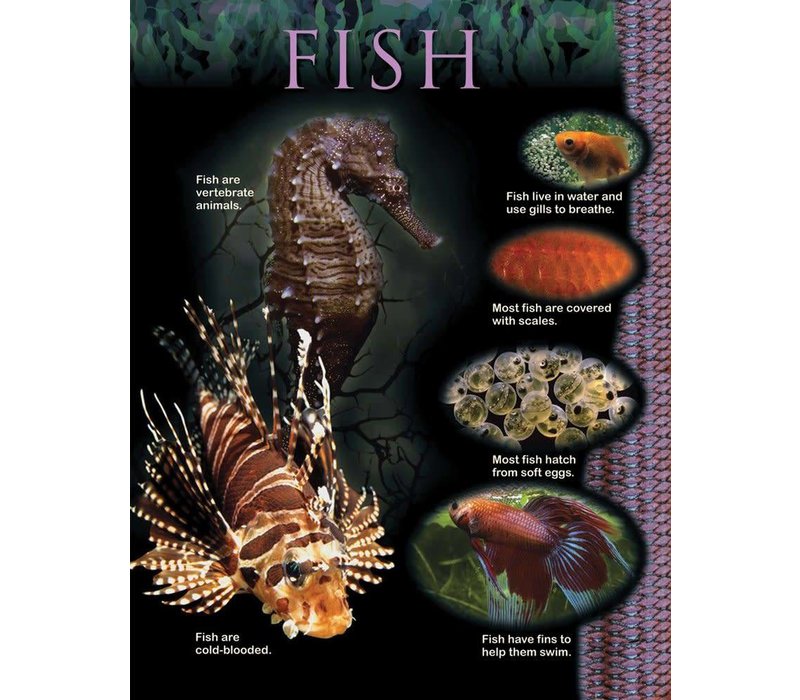 Fish Animal Classification Chart (D)