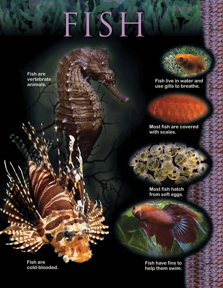 Fish Animal Classification Chart - Learning Tree Educational Store Inc.