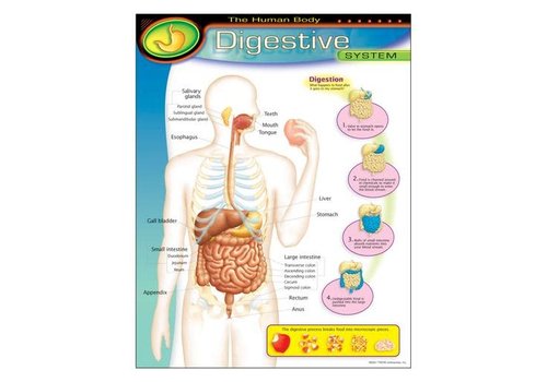 Trend Enterprises The Human Body-Digestive System Poster