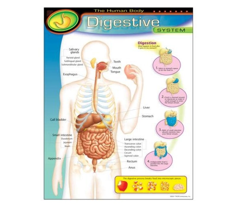 The Human Body-Digestive System Poster