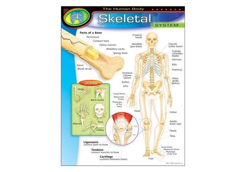 Trend Enterprises The Human Body-Skeletal System