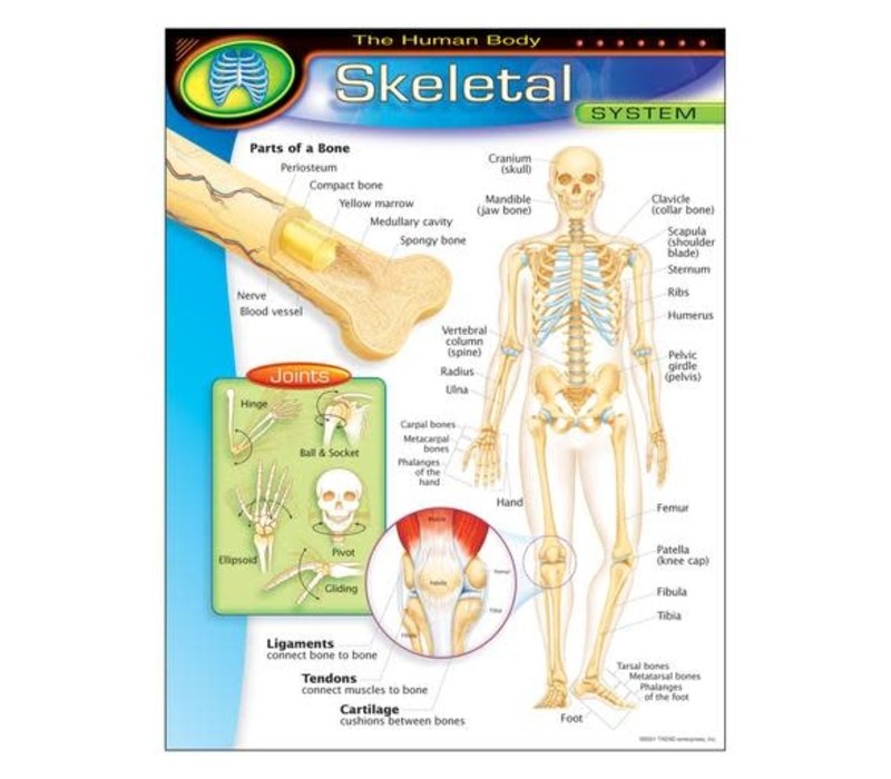 The Human Body-Skeletal System
