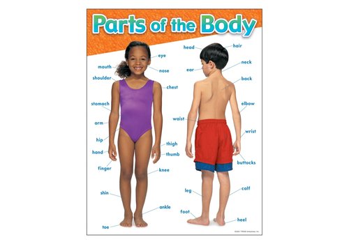 Trend Enterprises Parts of the Body Poster