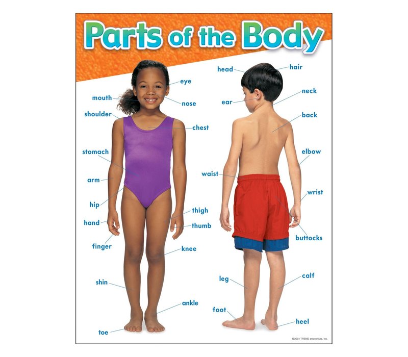 Parts of the Body Poster (D)*