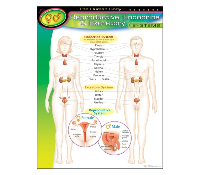 The Human Body-Reproductive, Endocrine, Excretory Systems