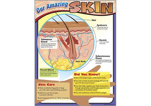 Trend Enterprises Our Amazing Skin T-38295*