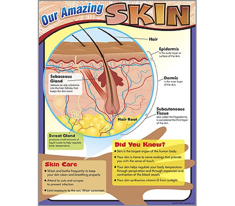 Our Amazing Skin T-38295