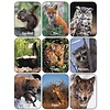 EUREKA Wildlife Animals Stickers (Real Photos)