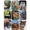Wildlife Animals Stickers (Real Photos)*