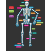 Human Skeleton Magnetic Labels*