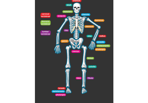 Teacher Created Resources Human Skeleton Magnetic Labels*