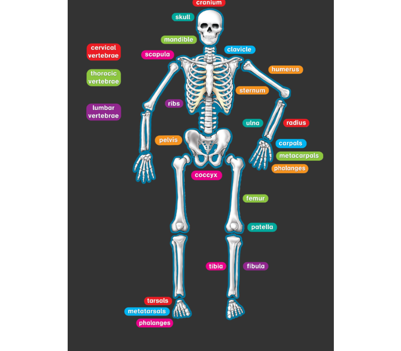 Human Skeleton Magnetic Labels*