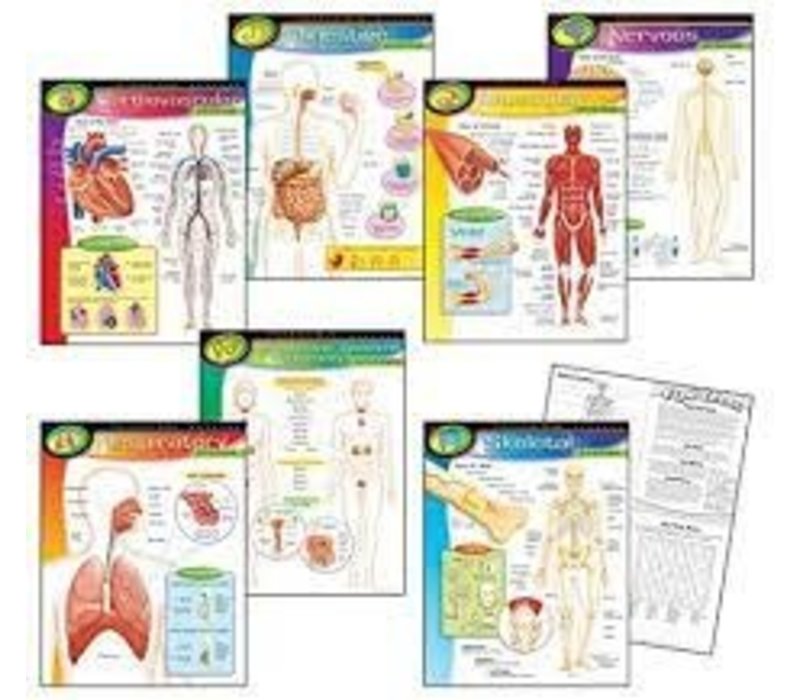 The Human Body Learning Charts Combo Pack *