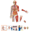 Learning Resources Double-Sided Magnetic Human Body*