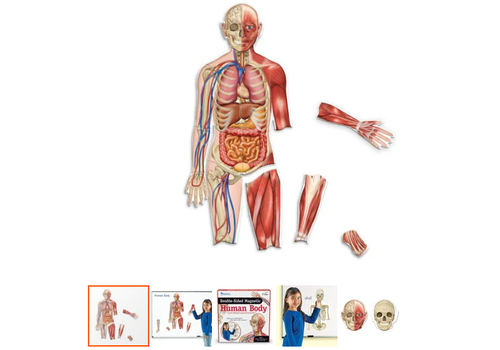 Learning Resources Double-Sided Magnetic Human Body*