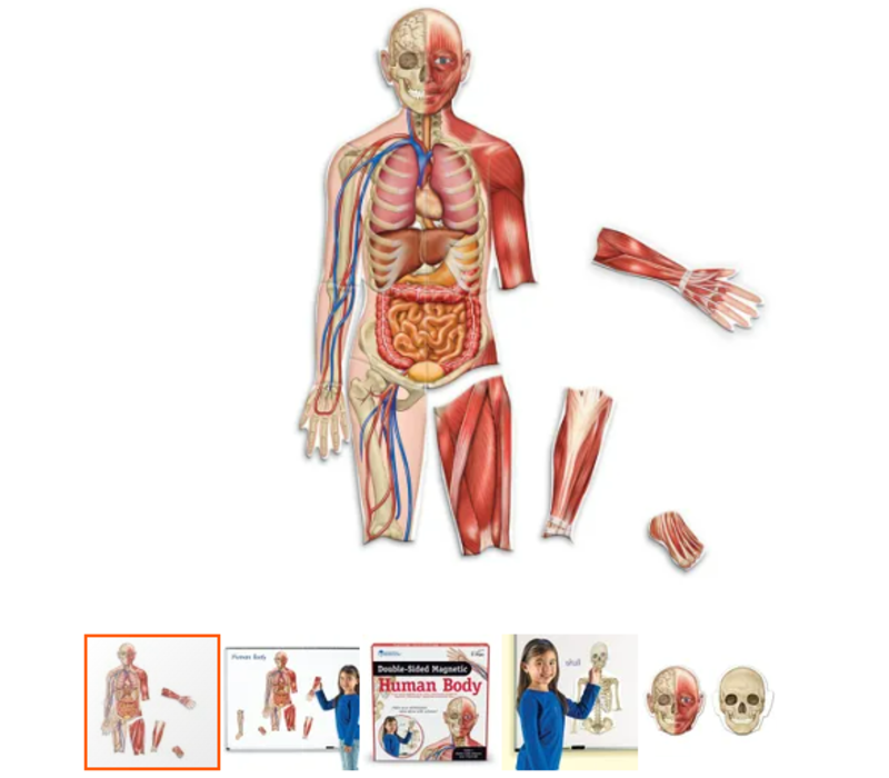 Double-Sided Magnetic Human Body*