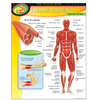 Trend Enterprises The Human Body-Muscular System (D)*
