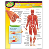 Trend Enterprises The Human Body-Muscular System