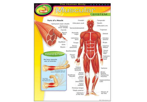 Trend Enterprises The Human Body-Muscular System*