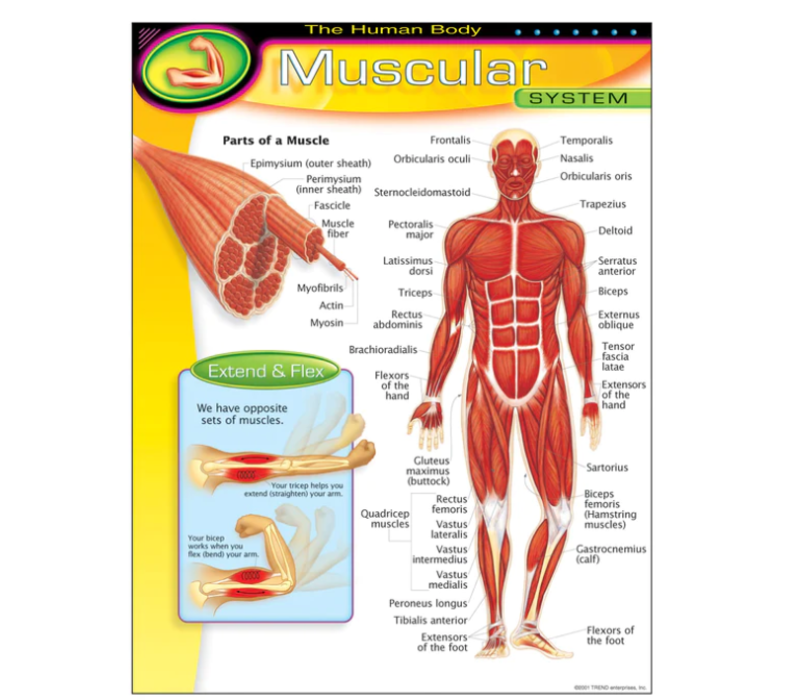 The Human Body-Muscular System (D)*