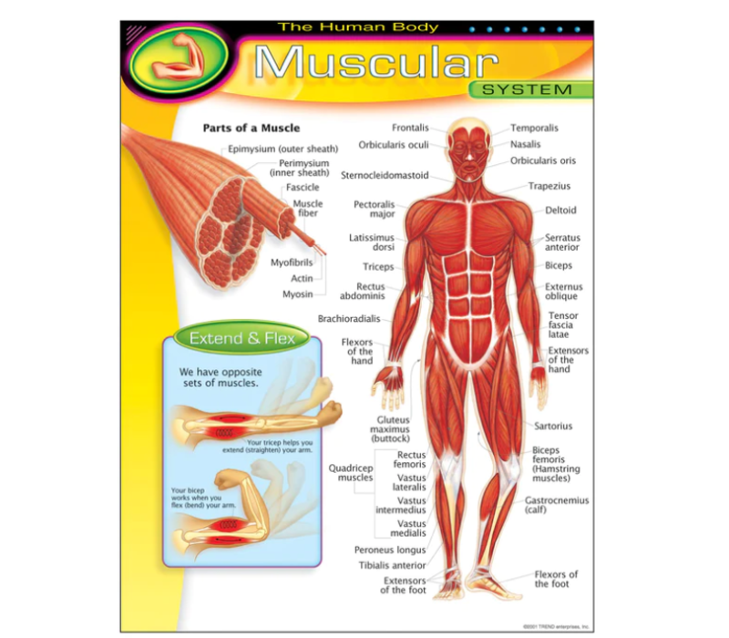 The Human Body-Muscular System