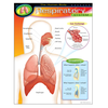 Trend Enterprises The Human Body-Respiratory System