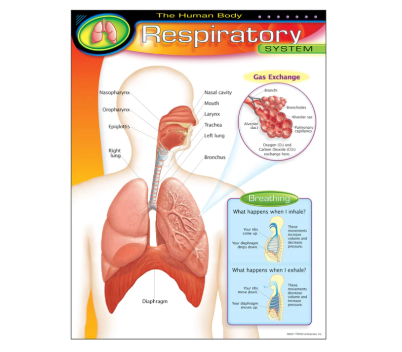 The Human Body-Respiratory System