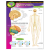 The Human Body-Nervous System (D)*