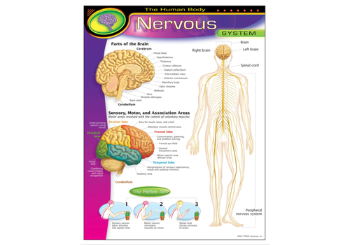 Trend Enterprises The Human Body-Nervous System* Trend Enterprises The Human Body-Nervous System*