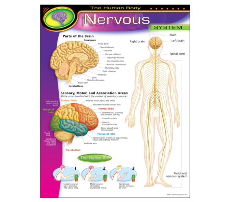 The Human Body-Nervous System (D)*