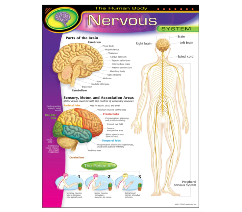 The Human Body-Nervous System