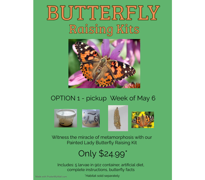 Pre-Order Butterfly Raising Kit - Pick up Week of May 6th  (CLICK ON THE IMAGE TO ADD TO THE CART)