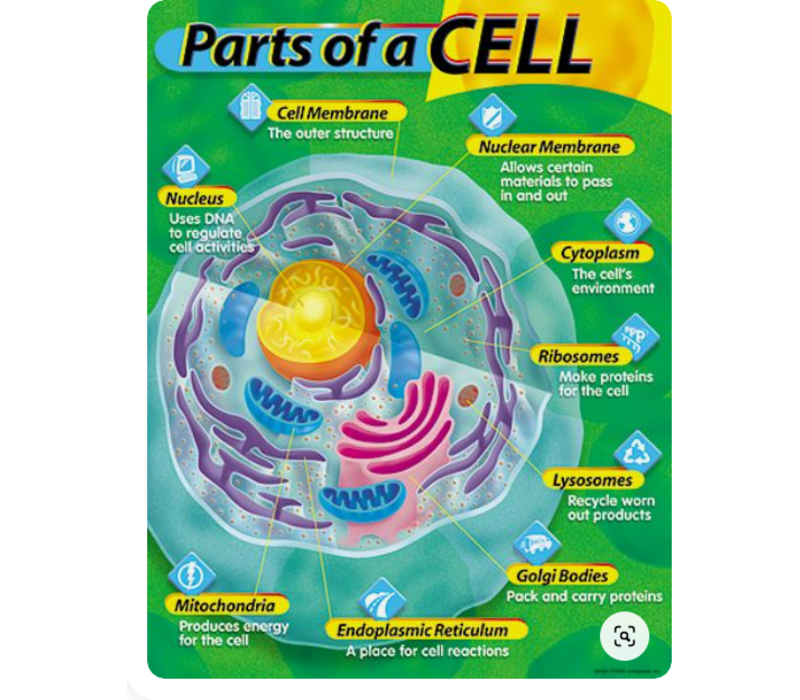 Parts of A Cell Poster