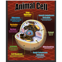 Life Science Poster Set*