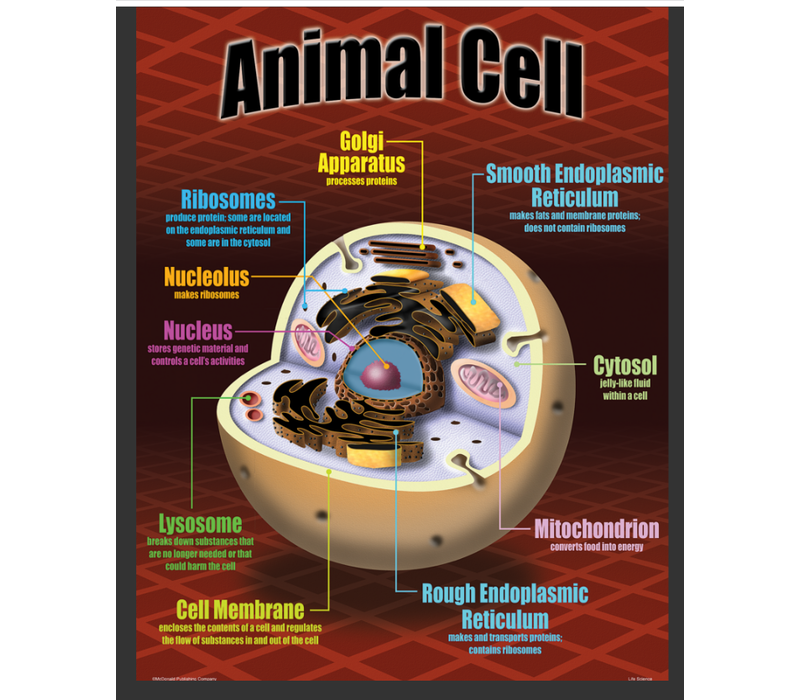 Life Science Poster Set*