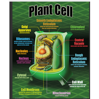 Life Science Poster Set*